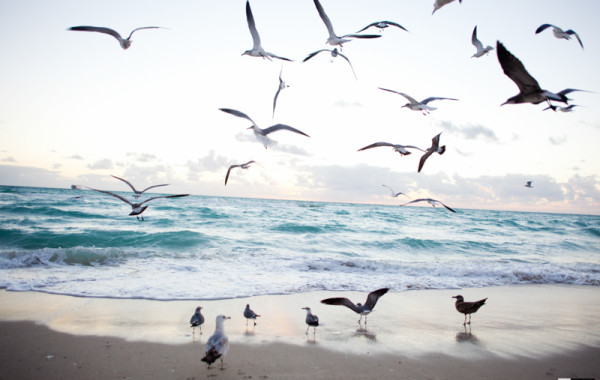 Beach Birds #927