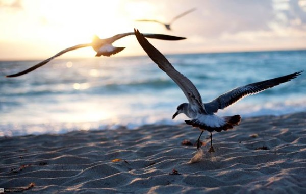 Beach SA gulls