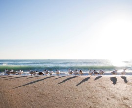 Beach birds on beach