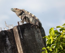 Exotic Animals SA iguana